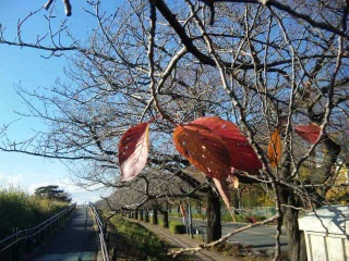多摩川