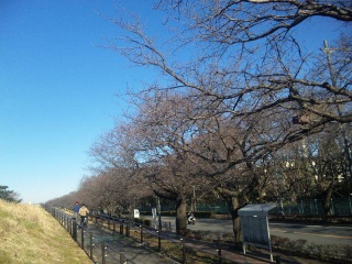 多摩川