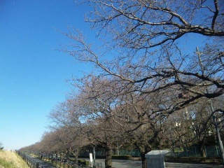 多摩川