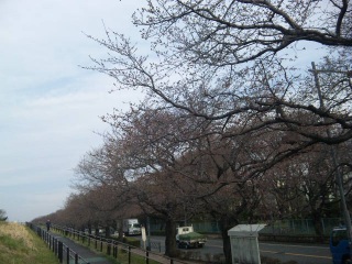 多摩川