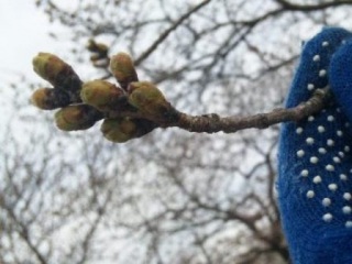 多摩川