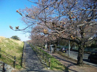 多摩川