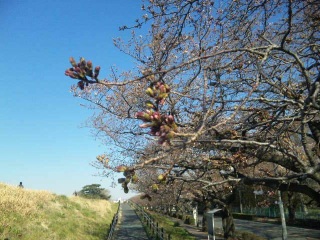 多摩川