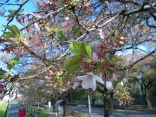多摩川