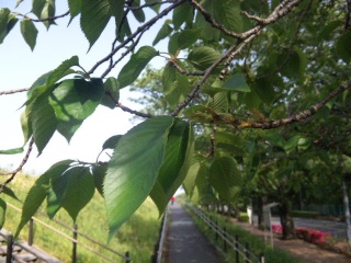 多摩川